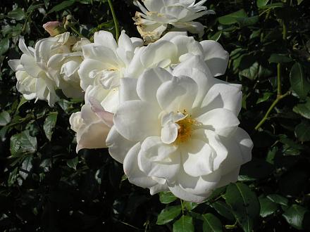     
:  2011 126.jpg
: 609
:	145.3 
ID:	7076