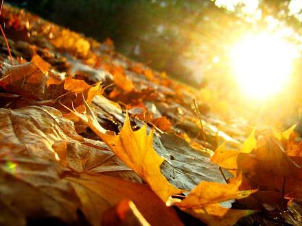     
: 77801260_1315128169_63406483_1283190045_61704611_Autumn_Leaves_by_artifexa.jpg
: 958
:	70.0 
ID:	7158