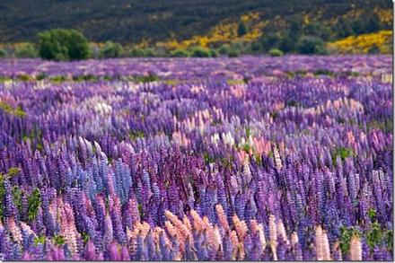     
: russelllupins_15946_3.jpg
: 743
:	114.5 
ID:	8311