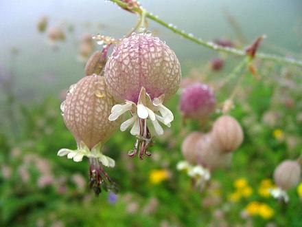     
: 800px-Valley_of_flowers_pic.jpg
: 667
:	84.4 
ID:	8313