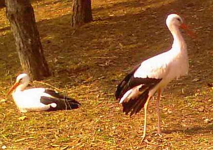 Нажмите на изображение для увеличения
Название: Аист или Цапля.jpg
Просмотры: 1139
Размер: 37.6 Кб
ID: 8844