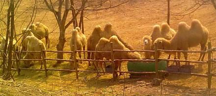 Нажмите на изображение для увеличения
Название: Верблюды.jpg
Просмотры: 683
Размер: 69.8 Кб
ID: 8845