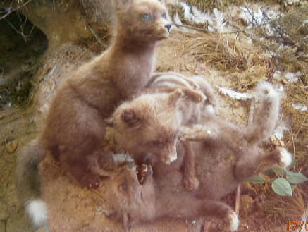 Название: лисы.jpg
Просмотры: 1207
Размер: 53.1 Кб