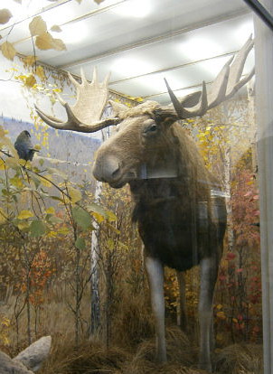 Название: Лось.jpg
Просмотры: 1279
Размер: 45.8 Кб