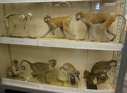 Нажмите на изображение для увеличения
Название: Обезьянки.jpg
Просмотры: 873
Размер: 65.0 Кб
ID: 8925