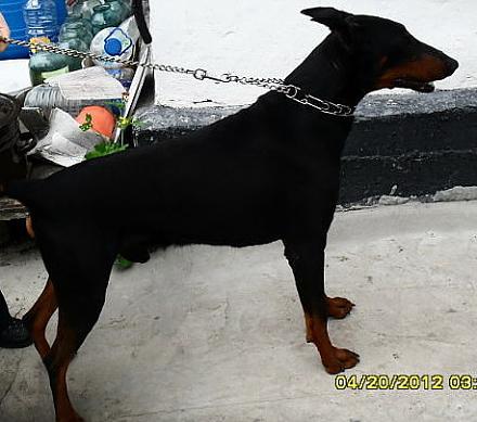     
: doberman.jpg
: 865
:	56.9 
ID:	9148