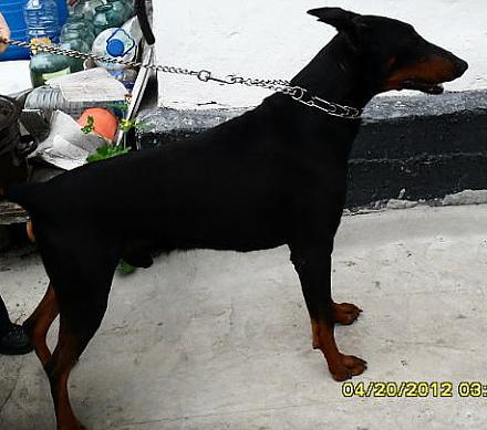     
: doberman.jpg
: 1195
:	56.9 
ID:	9148