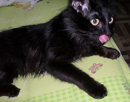     
: kotenok_cherniy.jpg
: 1099
:	48.9 
ID:	9160