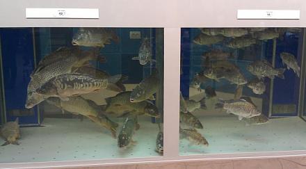 Нажмите на изображение для увеличения
Название: Живая рыба - супермаркет Фуршет.jpg
Просмотры: 805
Размер: 38.4 Кб
ID: 15776