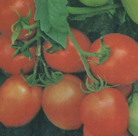 Нажмите на изображение для увеличения
Название: Семко 2000 F - лучшие сорта томатов.jpg
Просмотры: 589
Размер: 37.6 Кб
ID: 18737