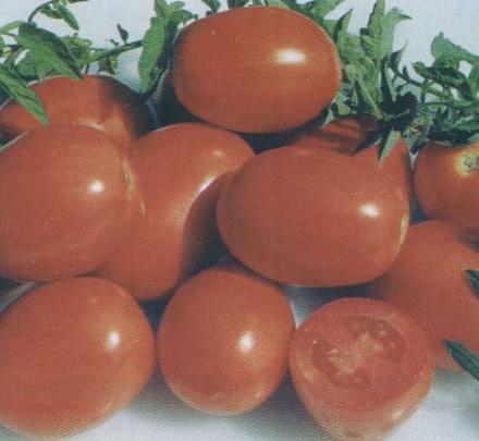 Нажмите на изображение для увеличения
Название: Риф - лучшие сорта томатов.jpg
Просмотры: 536
Размер: 35.5 Кб
ID: 18738