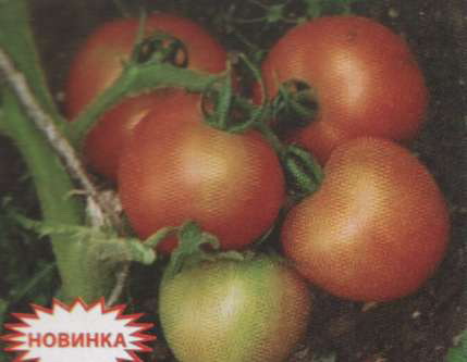 Название: Метелица - хороший сорт томатов.jpg
Просмотры: 2202
Размер: 22.1 Кб