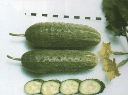 Нажмите на изображение для увеличения
Название: Форум - сорт огурцов.jpg
Просмотры: 496
Размер: 41.5 Кб
ID: 18786