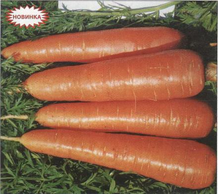 Нажмите на изображение для увеличения
Название: Рубеж - морковь столовая.jpg
Просмотры: 474
Размер: 85.2 Кб
ID: 18835