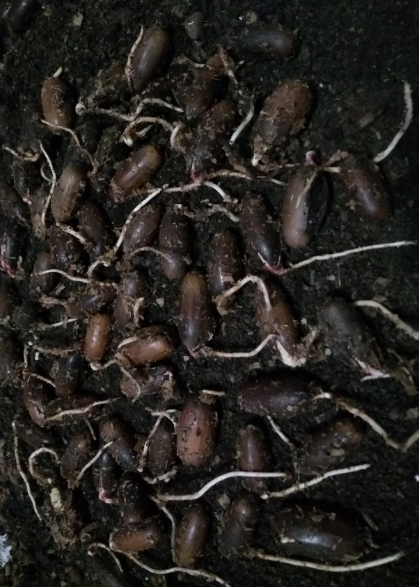 Название: Желудт проросли 2019.jpg
Просмотры: 2269
Размер: 158.4 Кб