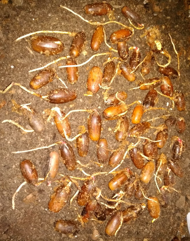 Название: Проросшие желуди.jpg
Просмотры: 2178
Размер: 279.3 Кб