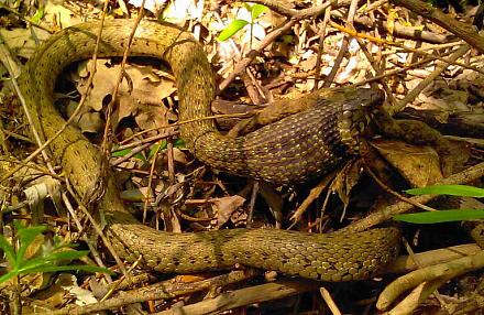 Нажмите на изображение для увеличения
Название: Zmeya.jpg
Просмотры: 584
Размер:	92.1 Кб
ID:	5928