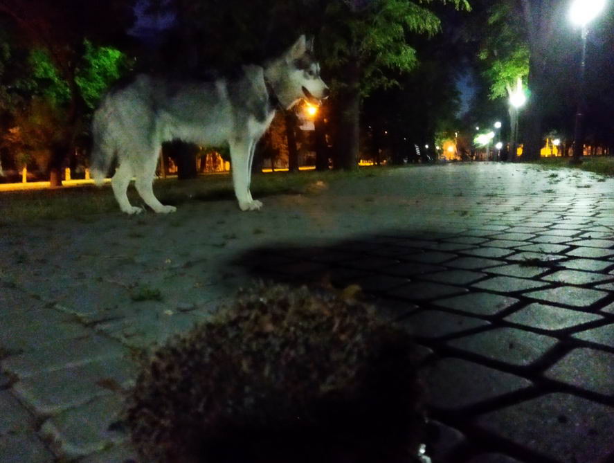 Название: Ежик и собака в парке КИрова.jpg
Просмотры: 78

Размер: 75.0 Кб
