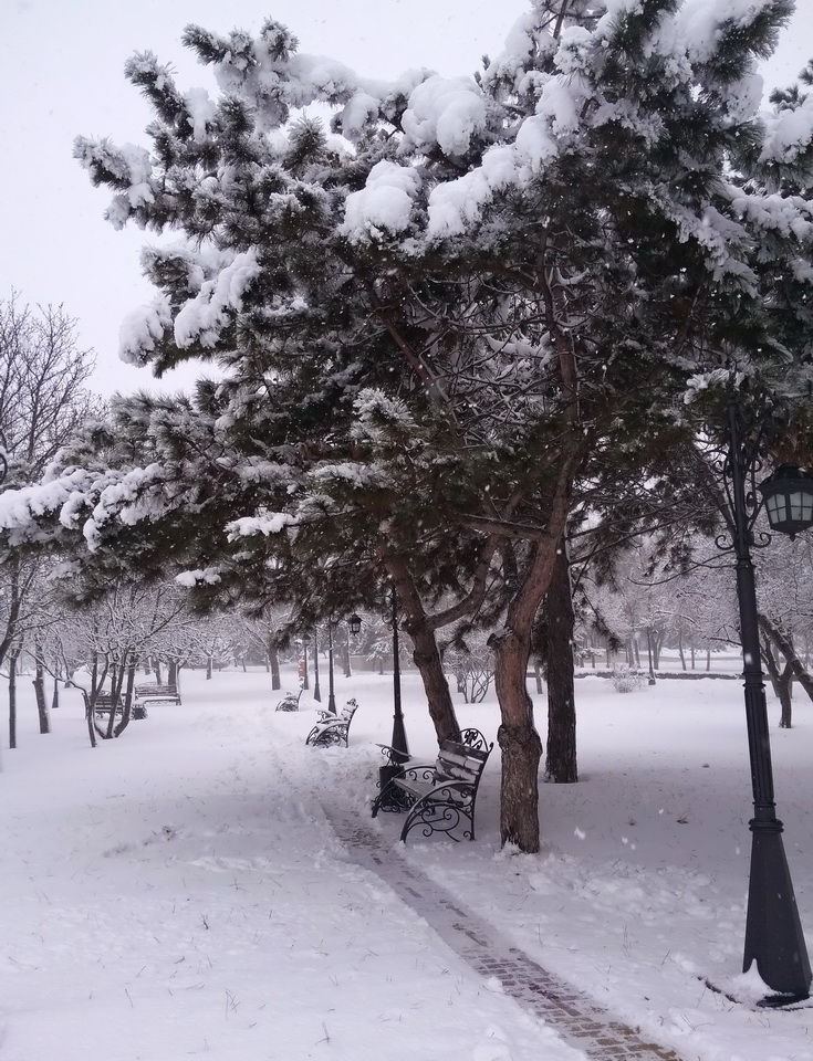 Название: Сосны зимой в Парке.jpg
Просмотры: 363

Размер: 317.8 Кб