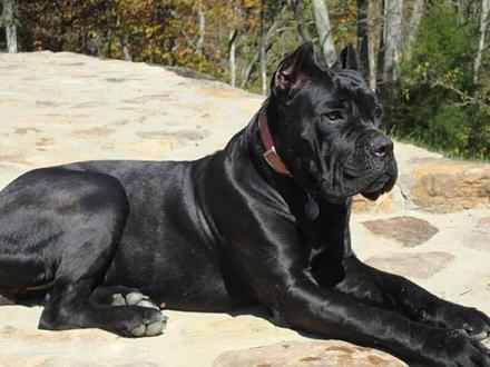     
: Cane_corso_15.jpg
: 6124
:	46.0 
ID:	20968