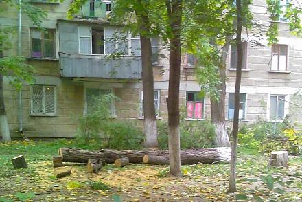 Нажмите на изображение для увеличения
Название: Вырубка деревьев в Тирасполе. Фото..jpg
Просмотры: 854
Размер:	91.0 Кб
ID:	12646