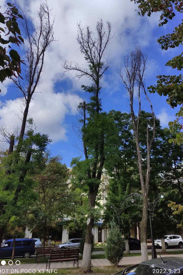 Название: Высохшие деревья у ПГУ после обрезки.jpg
Просмотры: 71

Размер: 263.1 Кб