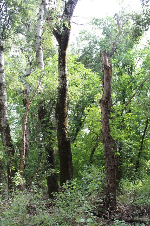 Название: Суходе дерево - Кицканский лес 2.JPG
Просмотры: 3619

Размер: 343.7 Кб