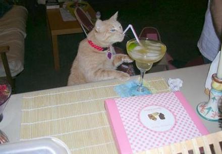     
: catdrink.jpg
: 588
:	22.4 
ID:	7524