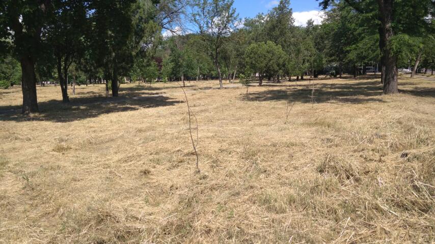 Название: 1 - Парк Кирова - лето 2021.jpg
Просмотры: 1773
Размер: 103.6 Кб