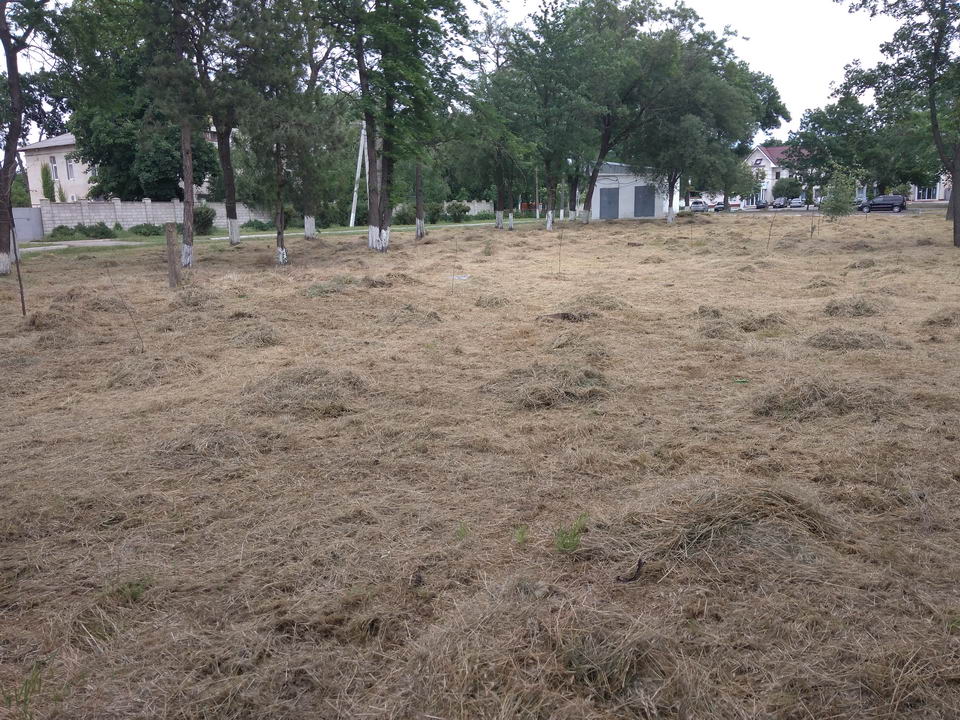 Название: 3 высохшие саженцы в Парке Кирова.jpg
Просмотры: 1508
Размер: 198.0 Кб