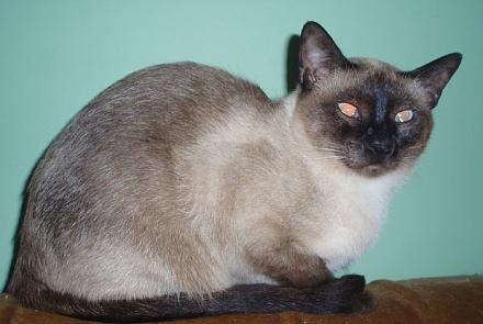 Нажмите на изображение для увеличения
Название: Сиамская кошка.jpg
Просмотры: 1098
Размер:	61.8 Кб
ID:	9178