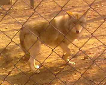 Название: Волк.jpg
Просмотры: 1302
Размер: 27.2 Кб