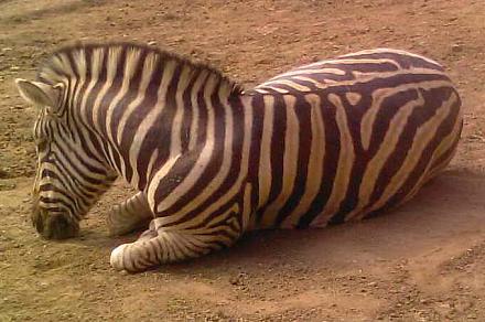 Нажмите на изображение для увеличения
Название: Зебра.jpg
Просмотры: 746
Размер: 48.4 Кб
ID: 8847