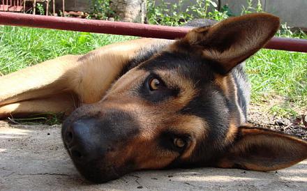 Нажмите на изображение для увеличения
Название: Восточно-европейская овчарка.jpg
Просмотры: 1332
Размер: 95.2 Кб
ID: 9163