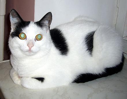 Нажмите на изображение для увеличения
Название: getImage (10).jpg
Просмотры: 1021
Размер: 48.1 Кб
ID: 11287