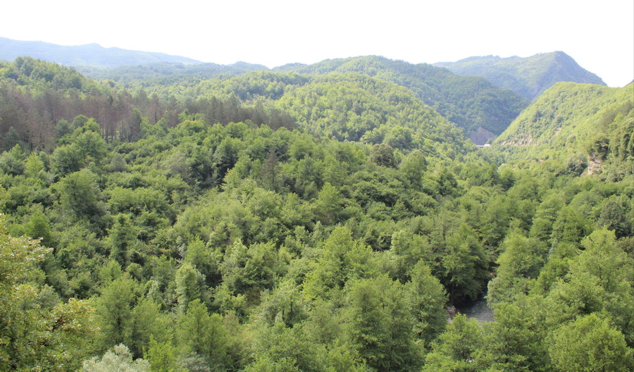 Название: Леса в Черногории.JPG
Просмотры: 3128

Размер: 208.3 Кб
