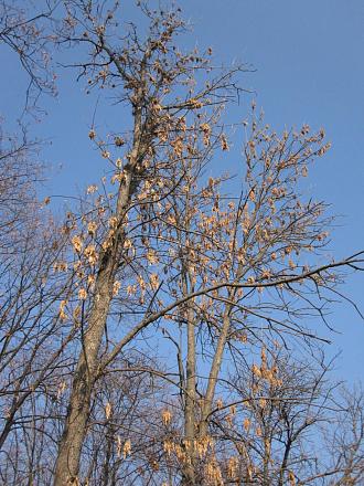 Нажмите на изображение для увеличения
Название: IMG_4049.jpg
Просмотры: 597
Размер: 347.0 Кб
ID: 7526