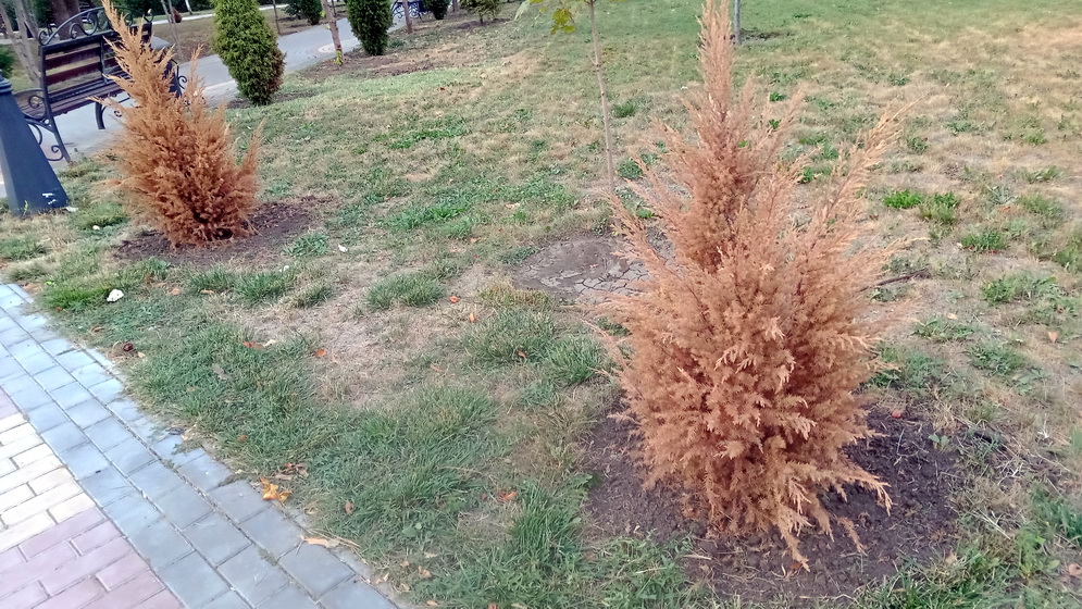 Название: Высохшие туи в Екатерининском парке 2025.jpg
Просмотры: 21
Размер: 345.1 Кб