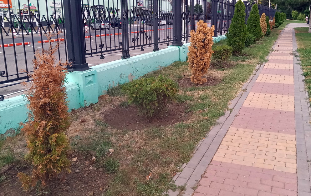 Название: Екатерининский парк 2025 - сухие туи.jpg
Просмотры: 23
Размер: 363.7 Кб