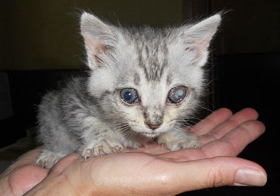 Название: Котенок инвалид.jpg
Просмотры: 983
Размер: 30.9 Кб