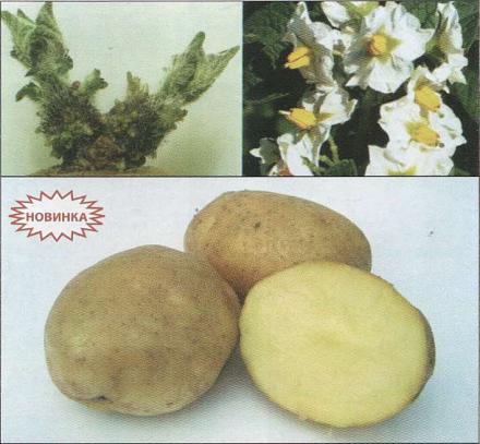 Нажмите на изображение для увеличения
Название: Аспект - сорт картошки.jpg
Просмотры: 698
Размер: 75.4 Кб
ID: 18858