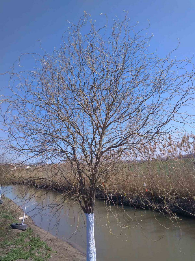 Название: Дерево у озера в Тирасполе.jpg
Просмотры: 1715

Размер: 270.6 Кб