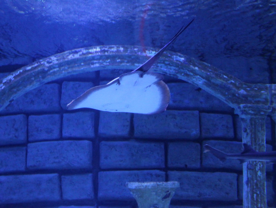 Название: Скат - анталия аквариум.JPG
Просмотры: 1356

Размер: 159.1 Кб