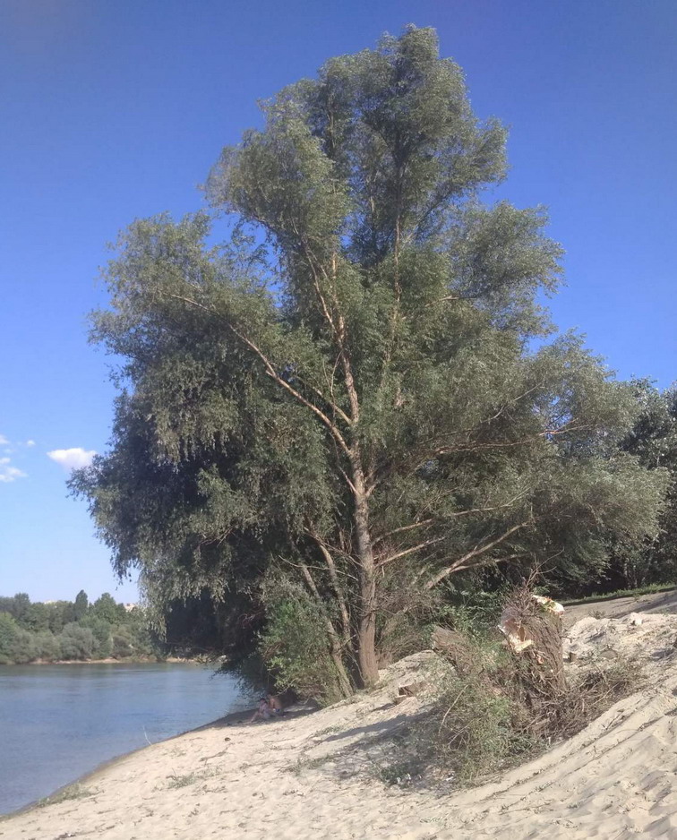 Название: Тираспольский городской пляж 2020.jpg
Просмотры: 1094
Размер: 241.7 Кб