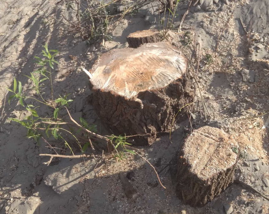 Название: Пеньки на пляже.jpg
Просмотры: 1205
Размер: 239.5 Кб