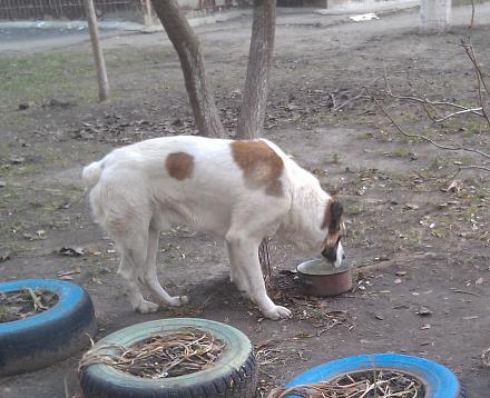 Нажмите на изображение для увеличения
Название: Огромная бродячая собака в Тирасполе.jpg
Просмотры: 447
Размер: 116.8 Кб
ID: 20273