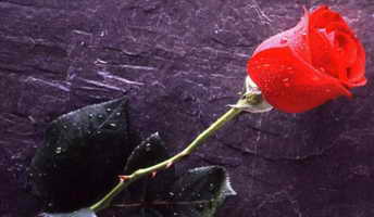 Название: розочка.jpg
Просмотры: 2599
Размер: 8.8 Кб