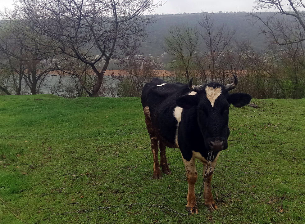 Название: Корова с села Выхватинцы.jpg
Просмотры: 285
Размер: 344.9 Кб