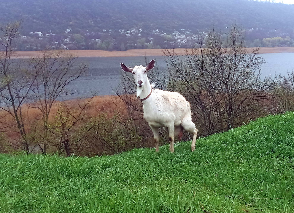 Название: Коза с села Выхватинцы.jpg
Просмотры: 281
Размер: 333.9 Кб