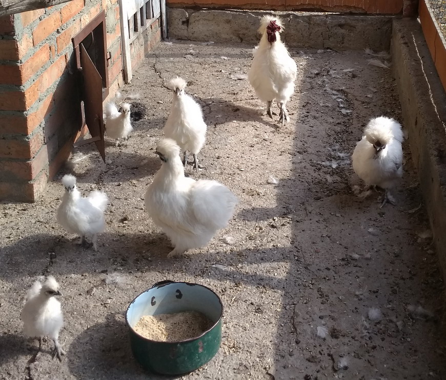 Название: Белые декоративные куры.jpg
Просмотры: 914
Размер: 258.1 Кб